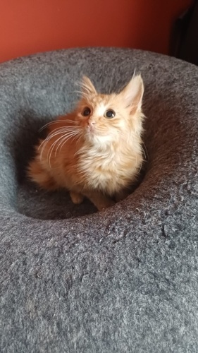 1.5 AYLIK LONG HAİR DİŞİ SARMAN fotoğraf