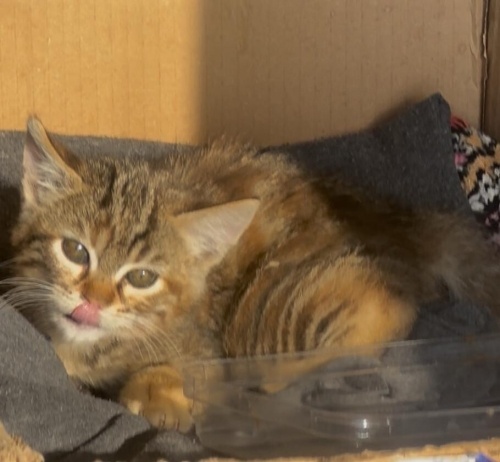 Bella yuvasını arıyor fotoğraf