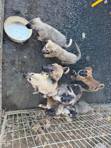 Kangal Kirma Yavrular fotoğraf