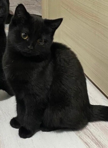 5 Aylık Siyah Dişi Yavru Yuva Arıyor fotoğraf