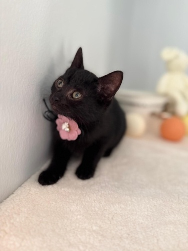 LİYA YUVA ARIYOR fotoğraf