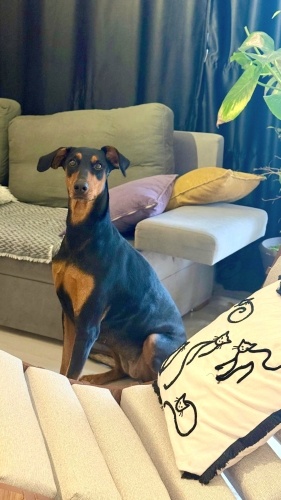 Ücretsiz sahiplenme Doberman fotoğraf