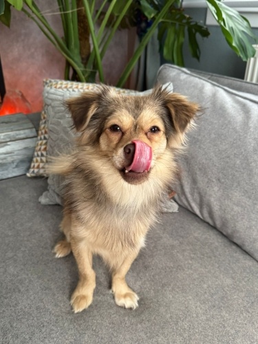 Ücretsiz sahiplenme fox fino acil yuva fotoğraf