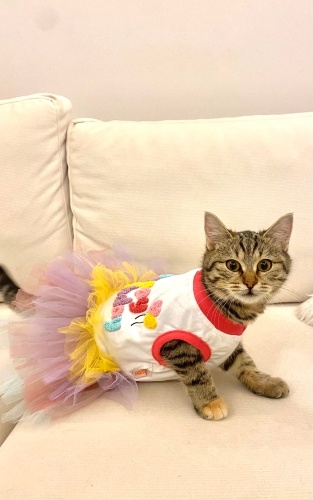 6 aylık dişi ev kedisi fotoğraf