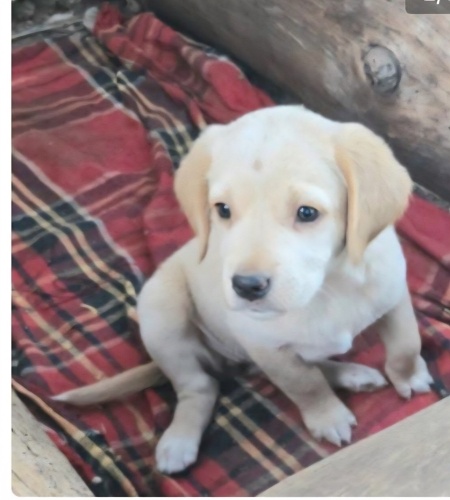 Ücretsiz sahiplenme labrador melez yavru kardeşler acil yuva fotoğraf