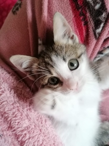 Sıcak bir yuvaya ihtiyacı olan bir kız çocuğuna yuvanızı açmak ister misiniz? fotoğraf