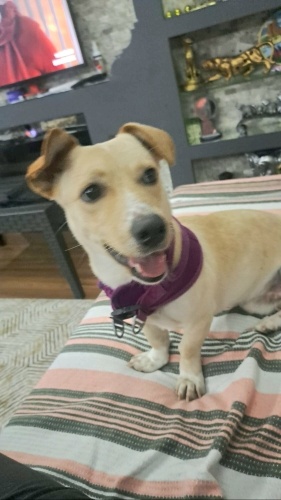 Ücretsiz sahiplenme sosis küçük irk köpek acil yuva fotoğraf