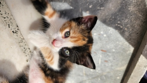 Kendisine Sıcak Yuva Arayan Calico Yavru Kedi Porsuk fotoğraf