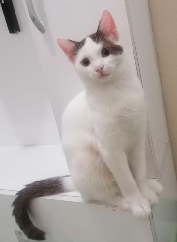 Sıcak bir yuva arayan yakışıklı oğlum. fotoğraf