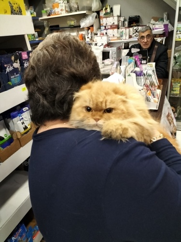 Petshopa terk edilmiş 😓💔 YUVA ARIYOR fotoğraf