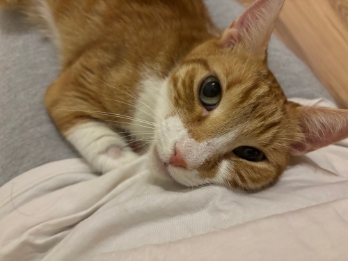 Bambaşka Bir Sevgisi Var, Lütfen Sesini Duyun fotoğraf