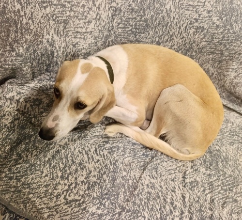 Antalya!! Kızımız lusy 🐶🌸 can dostun olsun istermisin🌸 fotoğraf