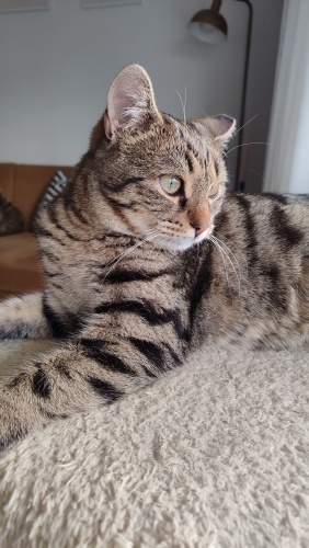 7 aylık kısır kucak delisi kardeşler yuva arıyor fotoğraf