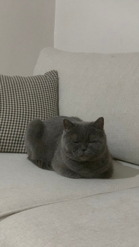 British kedimi sahiplendirmek istiyorum ücretsiz fotoğraf