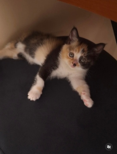 British kırması sevimli bir pisicik ☺️ fotoğraf