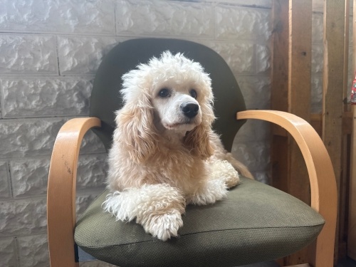 Hem Efendi Hem Oyuncu fotoğraf