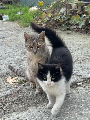 BRİTİSH MELEZİ ANNE VE NORVEÇ YAVRUSU fotoğraf