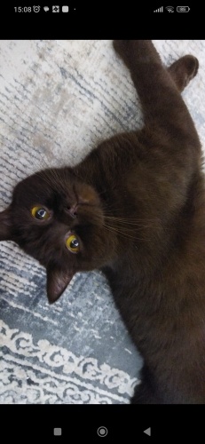 Oğlumuz Mars'a kalıcı yuva arıyoruz 🐾 fotoğraf