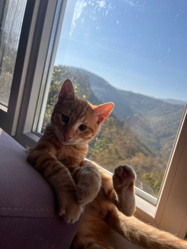 Minik portakal tanesi yuva arıyor 💓 fotoğraf