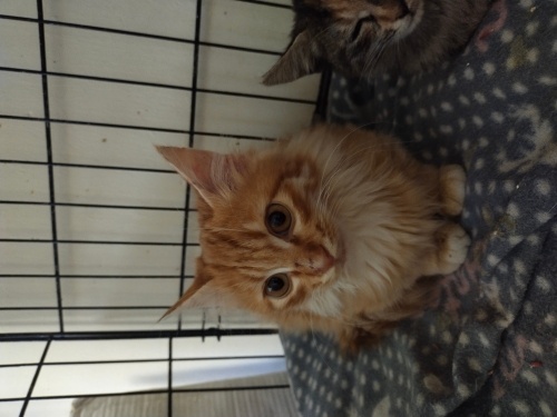 3 aylık erkek Sarman kedimizi sahiplendirmek istiyoruz fotoğraf