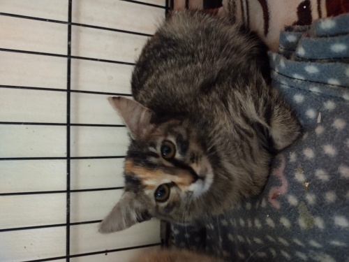 2 aylık Tekir kızımızı sahiplendirmek istiyoruz fotoğraf