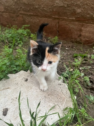 Şans kedisi calico çerez ömürlük yuvasını arıyor fotoğraf