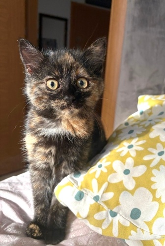 Elsa’ya ömürlük yuva fotoğraf