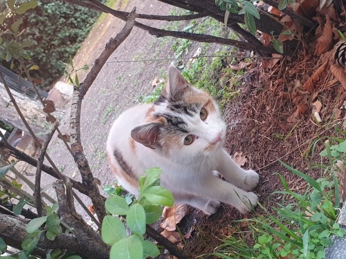 ACİLL! GÜZEL KIZIMIZ SÜTLACA KALICI YUVA ARIYORUZ.. fotoğraf