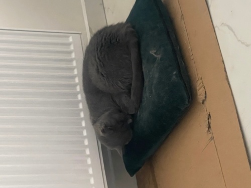 Odin yeni sahibini arıyor fotoğraf