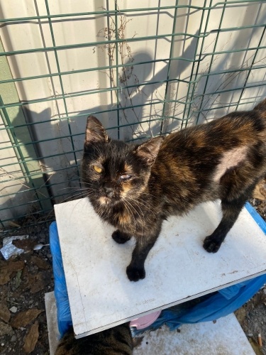 Akciğerleri zayıf olduğu için kışı sokakta geçiremeyecek olan Duduya yuva olun fotoğraf