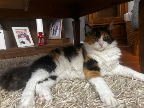 KIZIMIZ İÇİN YUVA ARIYORUZ fotoğraf