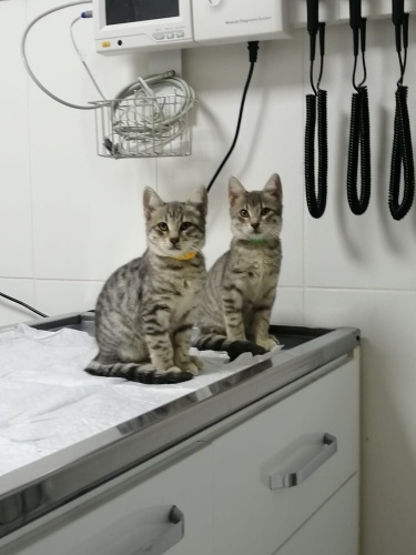 2.5 aylık kardeş fotoğraf