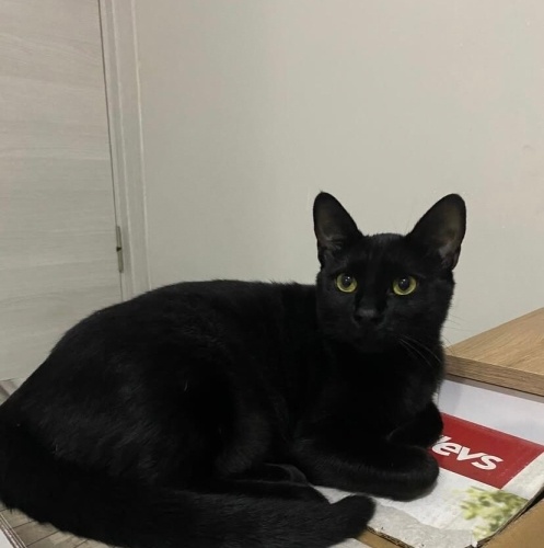 Oyuncu bir kedi fotoğraf