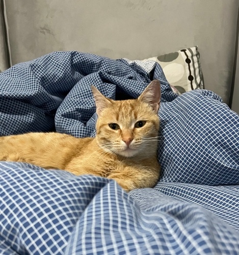 Sakin ve ev uyumlu dişi sarman fotoğraf