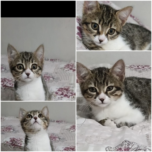 Acil geçici yuvadan 2 aylık dişi tekir fotoğraf