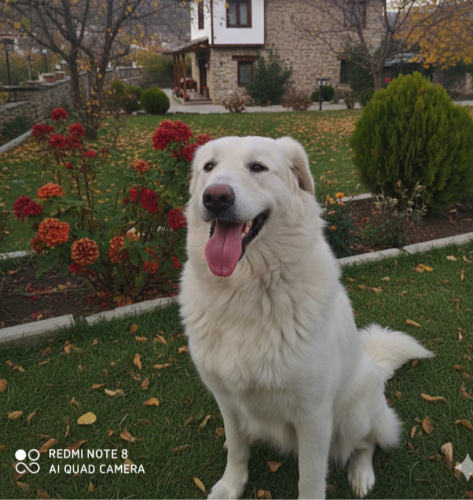 Beyaz Prens Yuva Arıyor fotoğraf