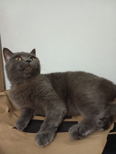 Uysal sakin evdeilgilenicek kimse olmadığı için sahiplendiriyor fotoğraf