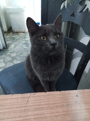 "Bende üşüyorum ama siz yorganın altında olduğunuz için hissedemezsiniz!😿💔" fotoğraf