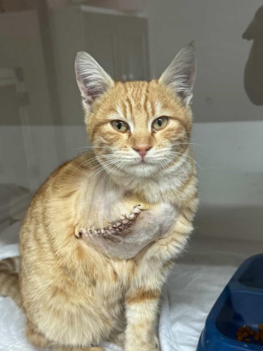 Dünya tatlısı engelli sarman bebişe yuva fotoğraf