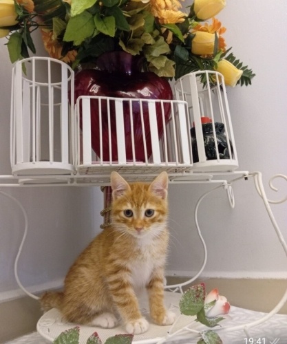 Limona cok acil yuva fotoğraf