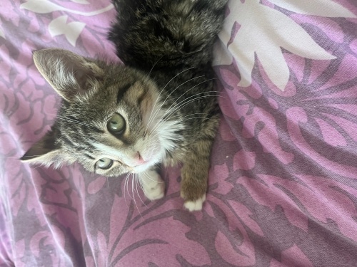 Annesi yoktu bulduğumuzda bahçede bulduk 1 aydır bizle fotoğraf