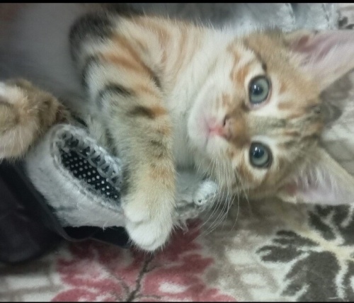 Sokağa atmislar geçici olarak eve aldim acil yuva fotoğraf