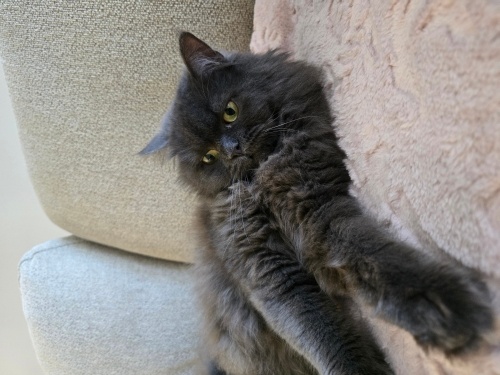 Uzun tüylü, aşırı oyun seven tospik fotoğraf