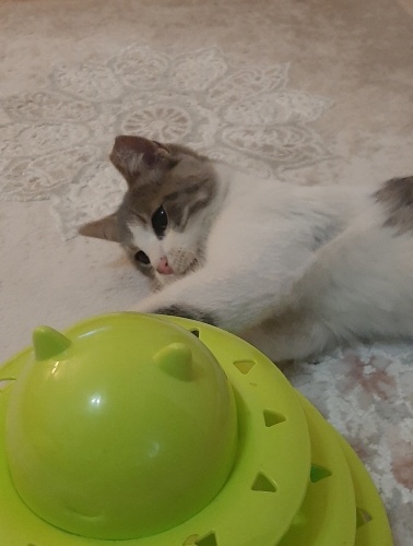 Dumana acil yuva fotoğraf