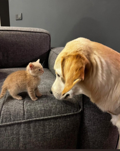 SAHİPLENDİRME – ÜCRETSİZ (ÖMÜRLÜK YUVA ARANIYOR) fotoğraf