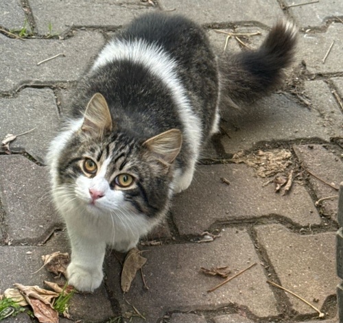 PAFPAF YUVA ARIYOR fotoğraf