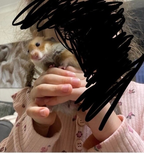 Bakımını Aksatmamak İçin Hamsterımızı Sahiplendiriyoruz fotoğraf