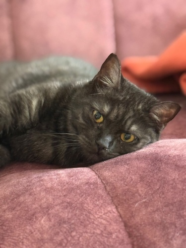 Henüz 2 yaşında bile değilim… Belki de bu kış aranızda bile kalamayacağım.” fotoğraf