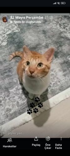 kedi sahiplendirme fotoğraf