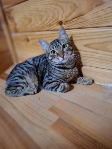 DÜNYA TATLISI, SOSYAL ACİL YUVA fotoğraf